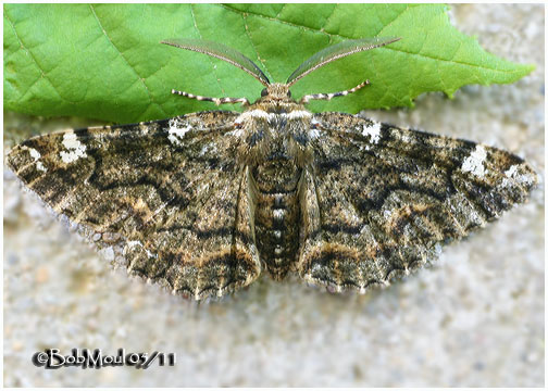 <h5><big>Oak Beauty Moth<br></big><em>Phaeoura quernaria  #6763</h5></em>