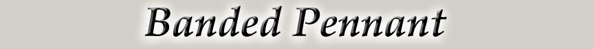 BandedPennantLogo.jpg