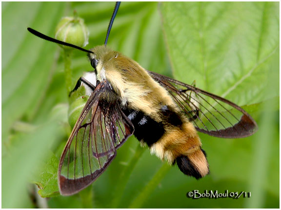 <h5><big>Snowberry Clearwing Moth <br></big><em>Hemaris diffinis #7855</h5></em>