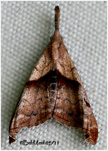 <h5><big>Dark-spotted Palthis Moth<br></big><em>Palthis angulalis #8397</h5></em>