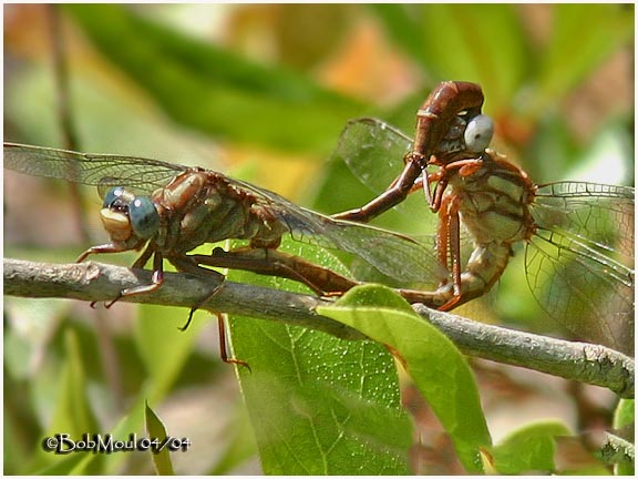 Russet-Tipped Clubtail Mating