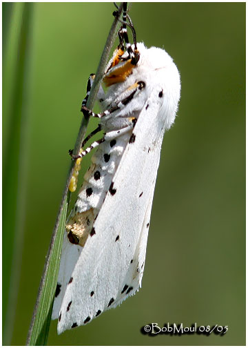 <h5><big>Salt Marsh Moth<br></big><em>Estigmene acrea #8131</h5></em>