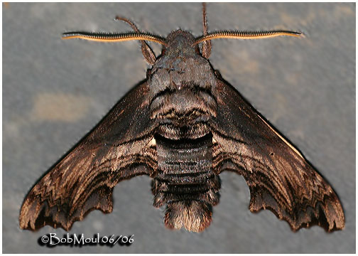 <h5><big>Abbotts Sphinx Moth <br></big><em>Sphecodina abbottii #7870</h5></em>