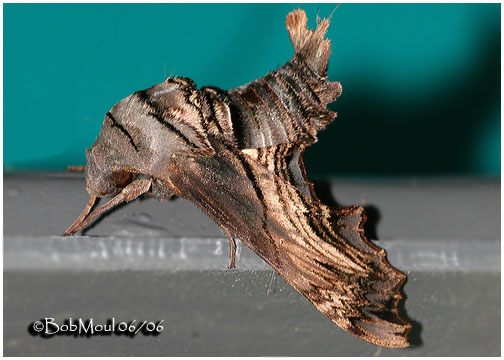 <h5><big>Abbotts Sphinx Moth <br></big><em>Sphecodina abbottii #7870</h5></em>