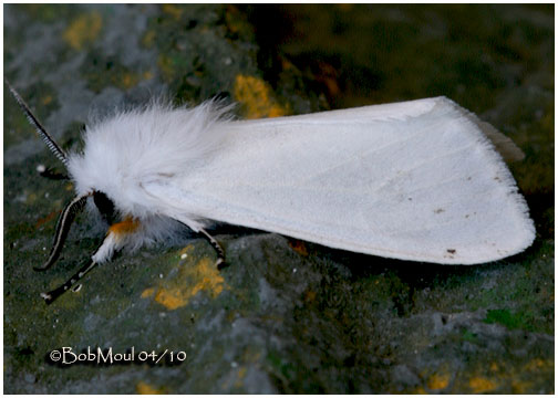 <h5><big>Virginian Tiger Moth<br></big><em>Spilosoma virginica #8137</h5></em>