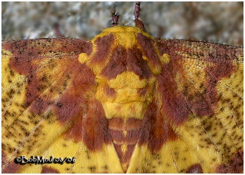 <h5><big>Imperial Moth-Female<br></big><em>Eacles imperialis #7704</h5></em>
