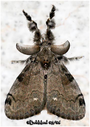 <h5><big>White-marked Tussock Moth<br></big><em>Orgyia leucostigma #8316</h5></em>