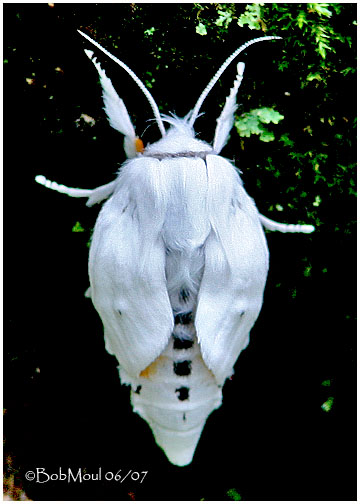 <h5><big>Virginian Tiger Moth<br></big><em>Spilosoma virginica #8137</h5></em>