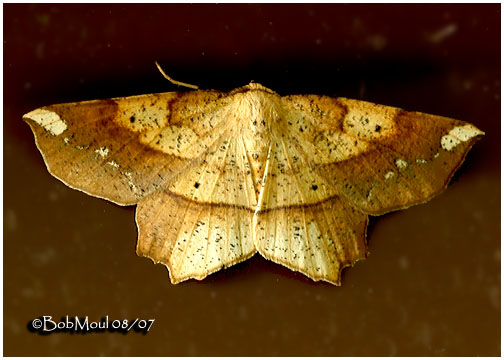 <h5><big>Deep Yellow Euchlaena Moth<br></big><em>Euchlaena amoenaria #6733</h5></em>