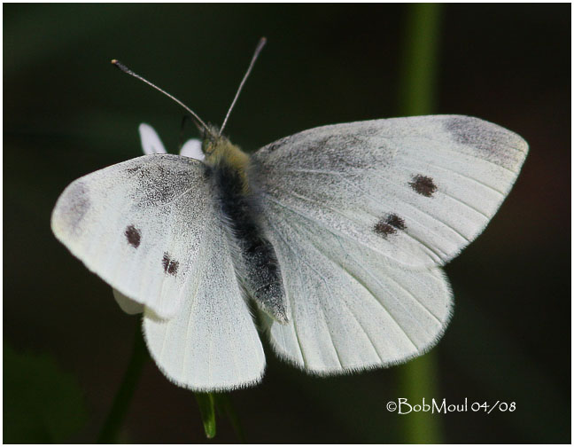Cabbage White-Female