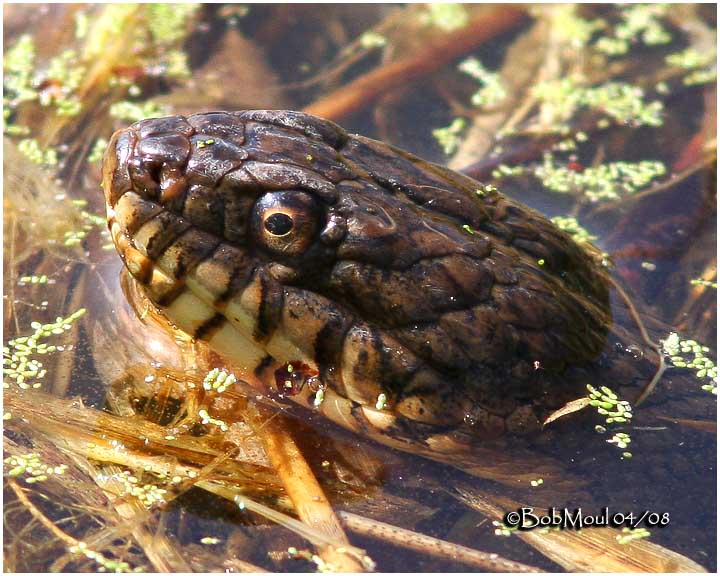 Northern Water Snake