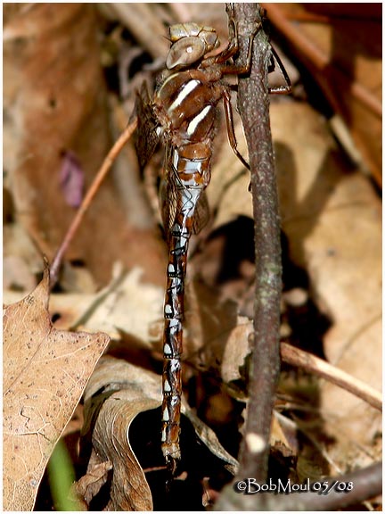 Springtime Darner