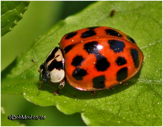 Lady Beetle