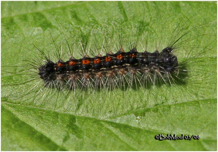 <h5><big>Gypsy Moth Caterpillar <BR></big><em>Lymantria dispar #8318</h5></em>