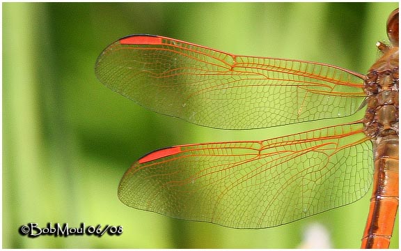 Golden-winged Skimmer-Male