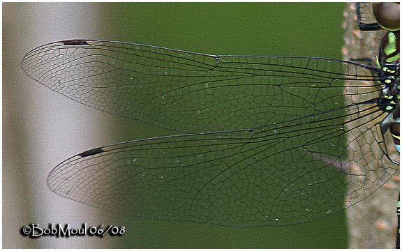 Shadow Darner-Male