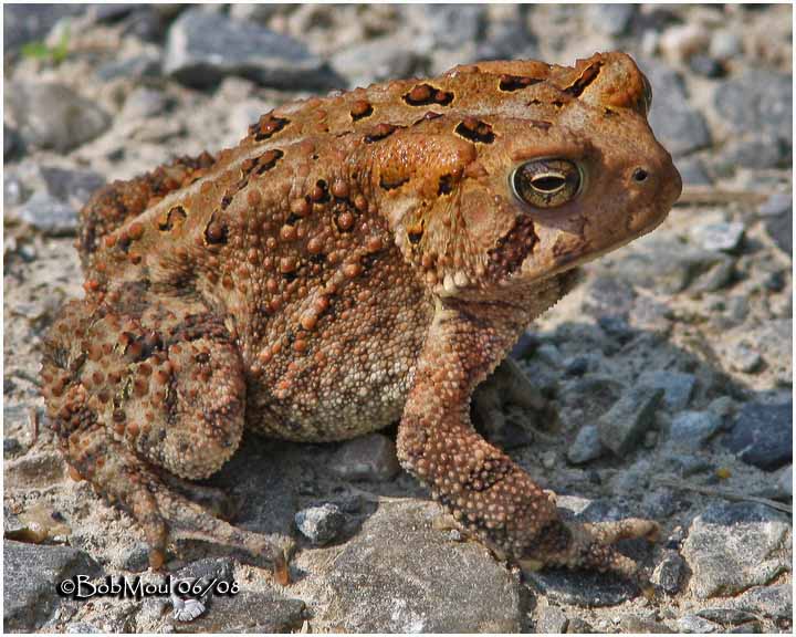 American Toad