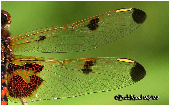 Calico Pennant-Male