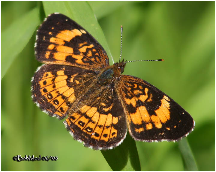 Silvery Checkerspot