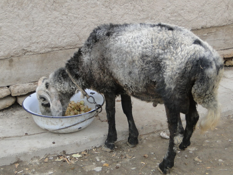 Uzbekistan33 khiva.JPG