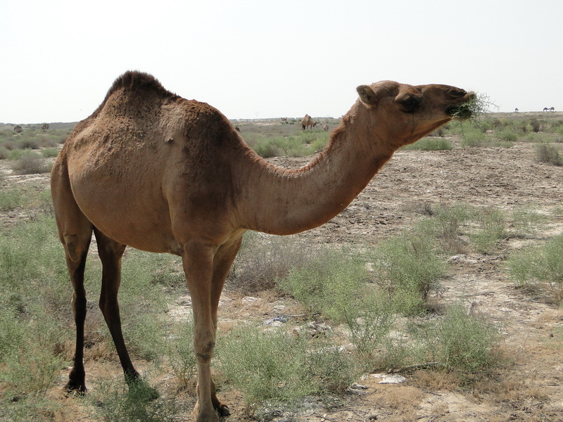 turkmenistan32 merv.JPG