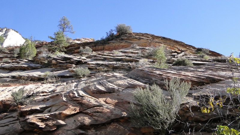 DSC121 zion.JPG
