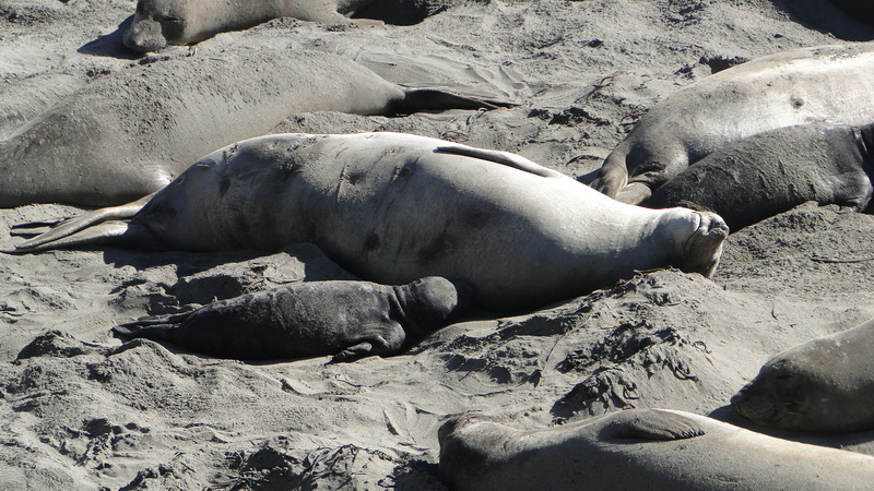 077 seal watching .JPG