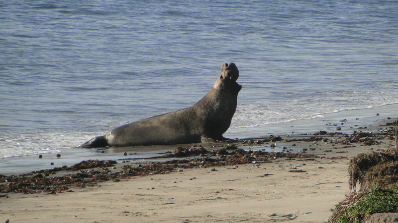 143 point lobos state park.JPG
