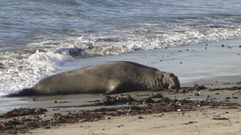 144 point lobos state park.JPG