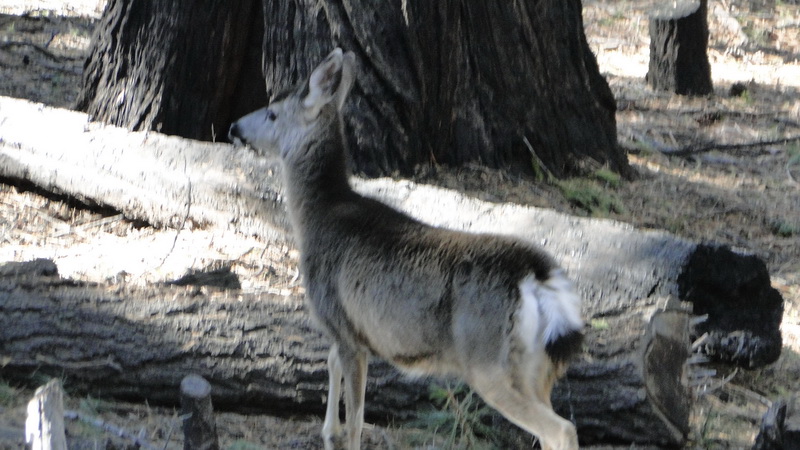 574 yosemite.JPG