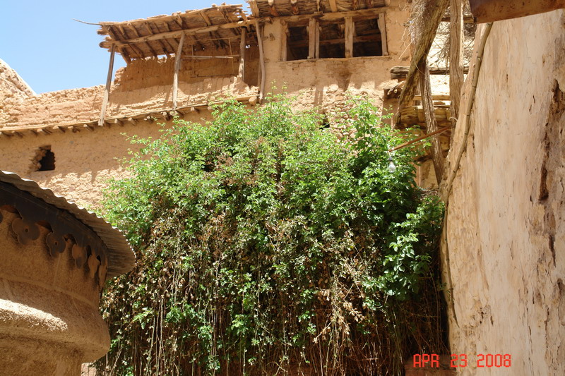 burning bush2.JPG