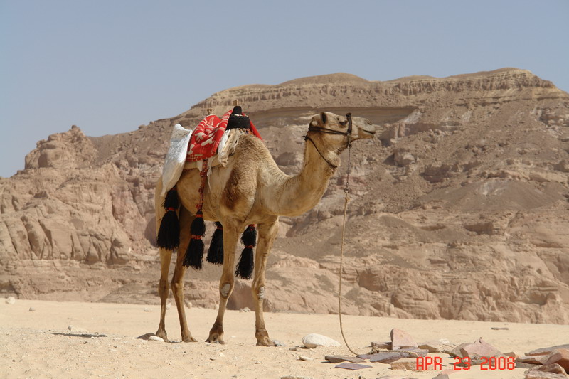 in sinai004.JPG