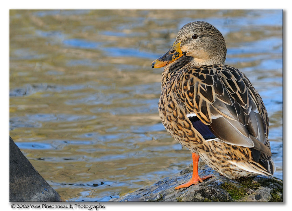 Mallard ...