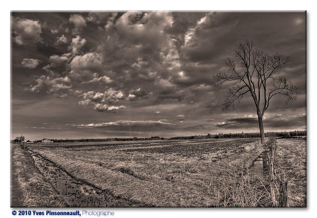 Intense Sepia ...