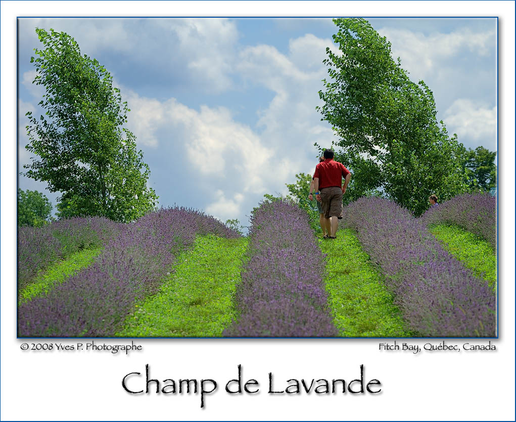 Lavander field ...