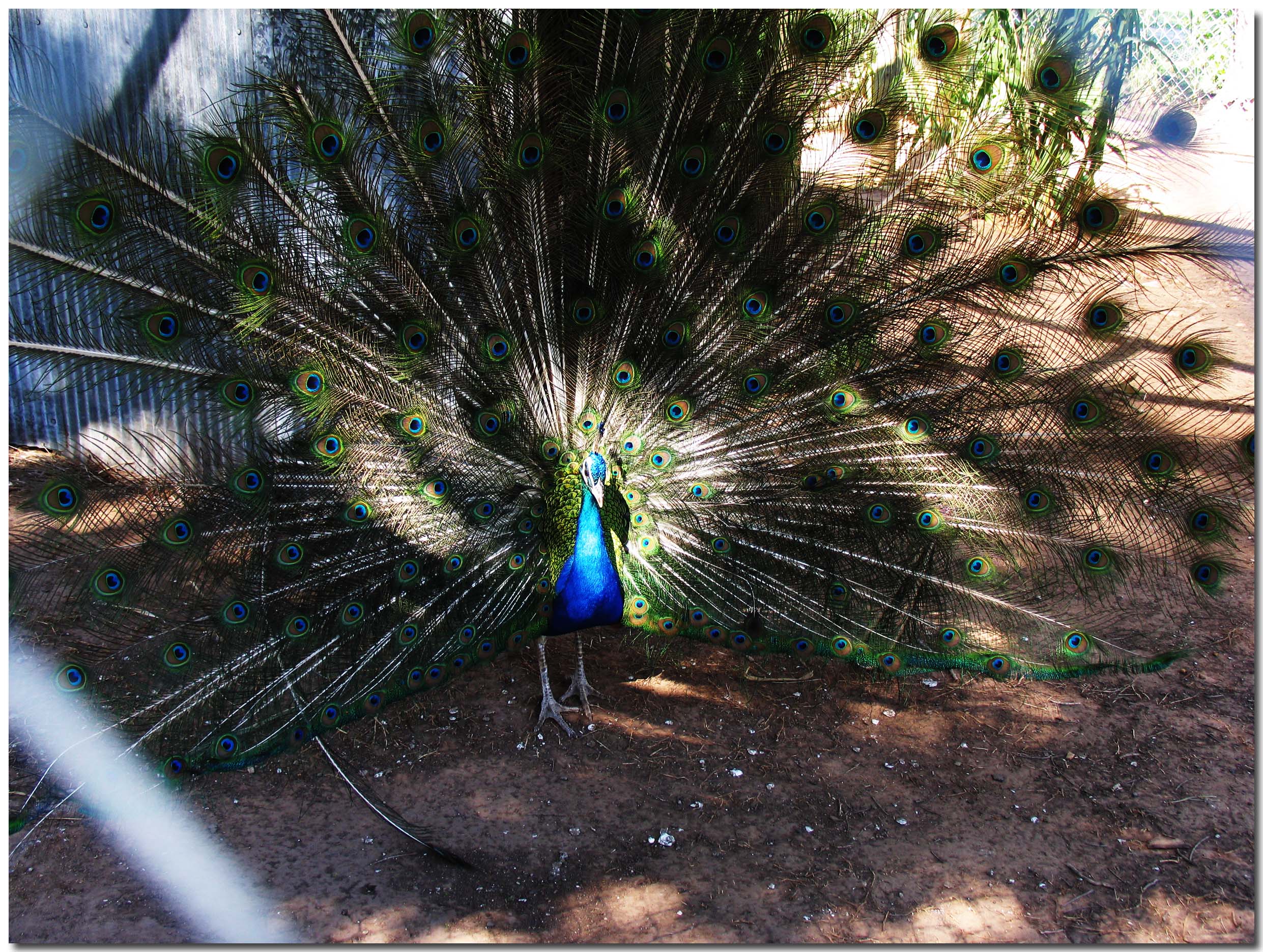 Peacock_IMG_1239.jpg