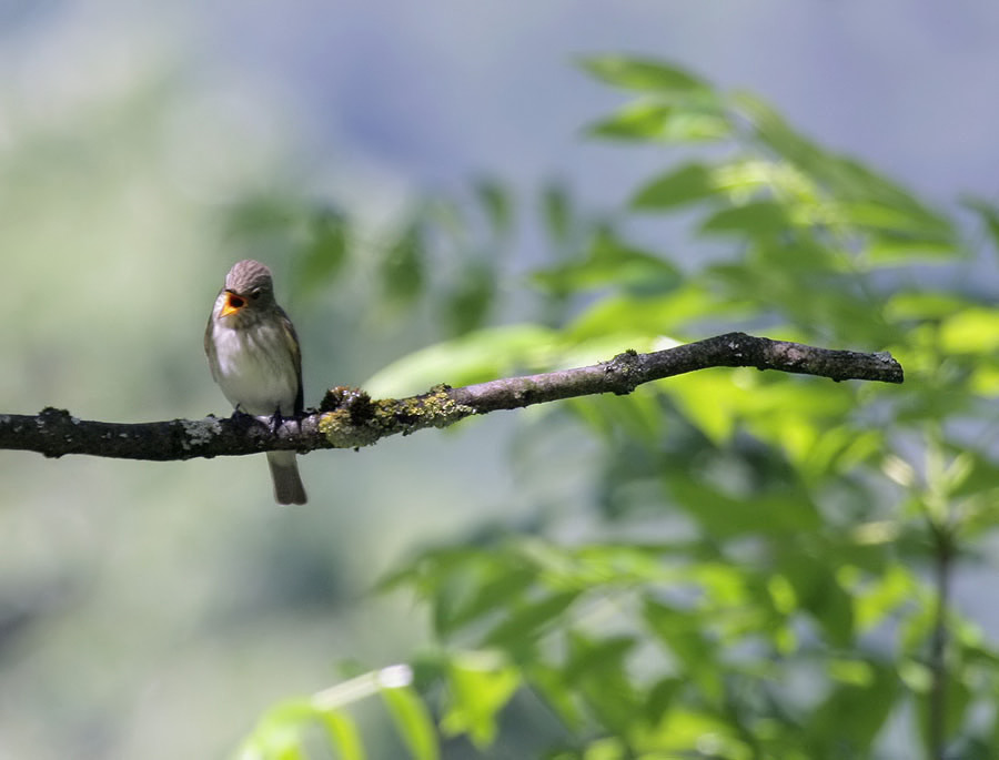 Grauschnpper / Spotted Flycatcher