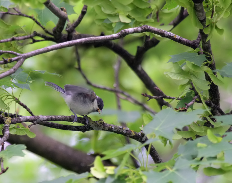 Kohlmeise / Great Tit