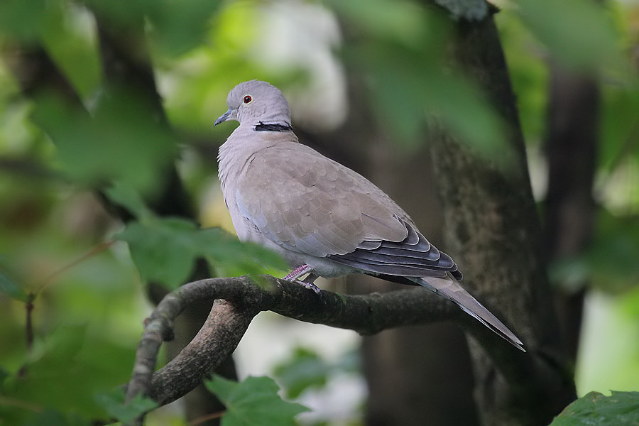 Trkentaube / Eurasian Collared Dove
