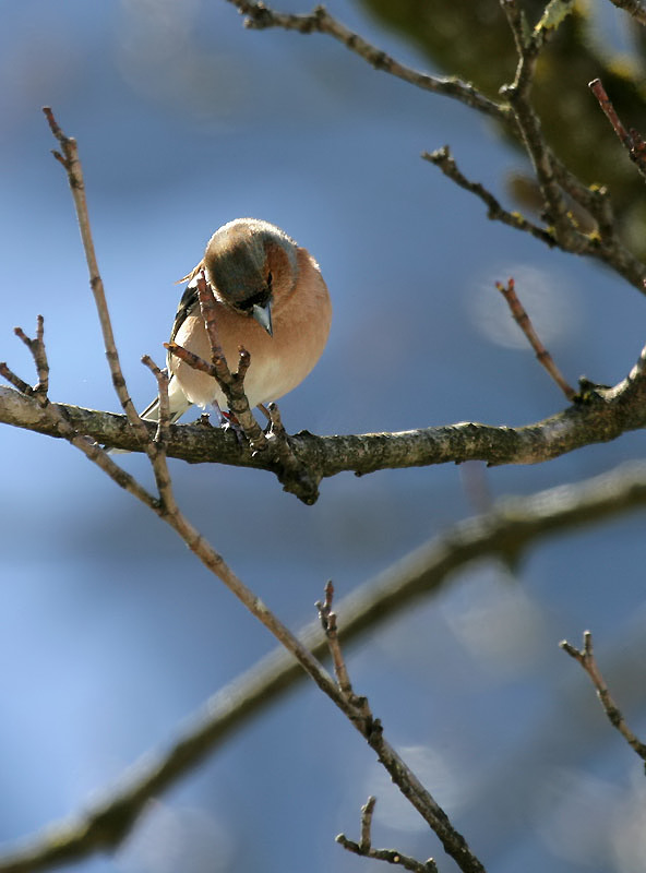 Buchfink / Common Chaffinch