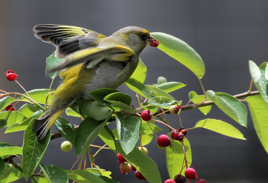  Grnfink / European Greenfinch