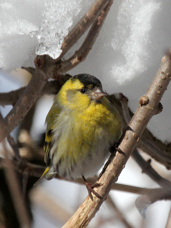 Erlenzeisig / (Eurasian) Siskin