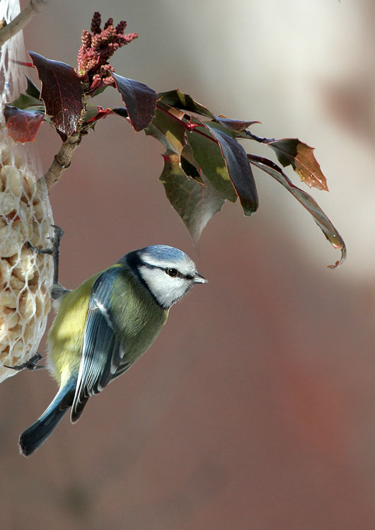 Blaumeise / Blue Tit
