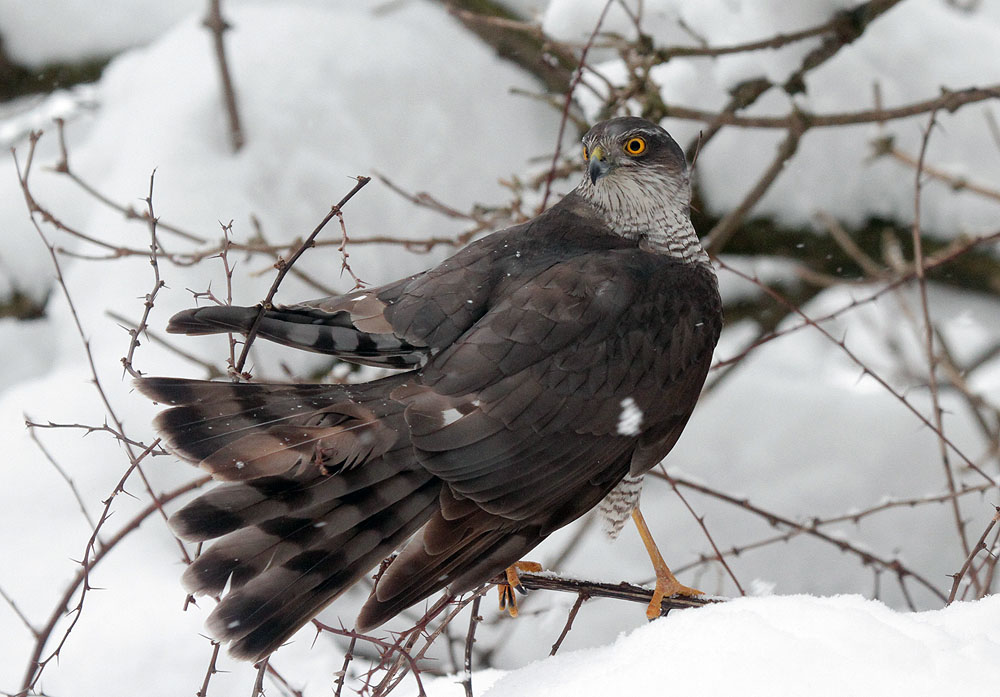 Sperber / Sparrow Hawk 