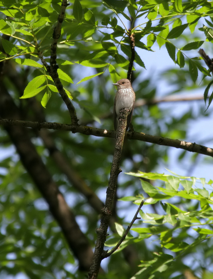 Grauschnpper / Spotted Flycatcher