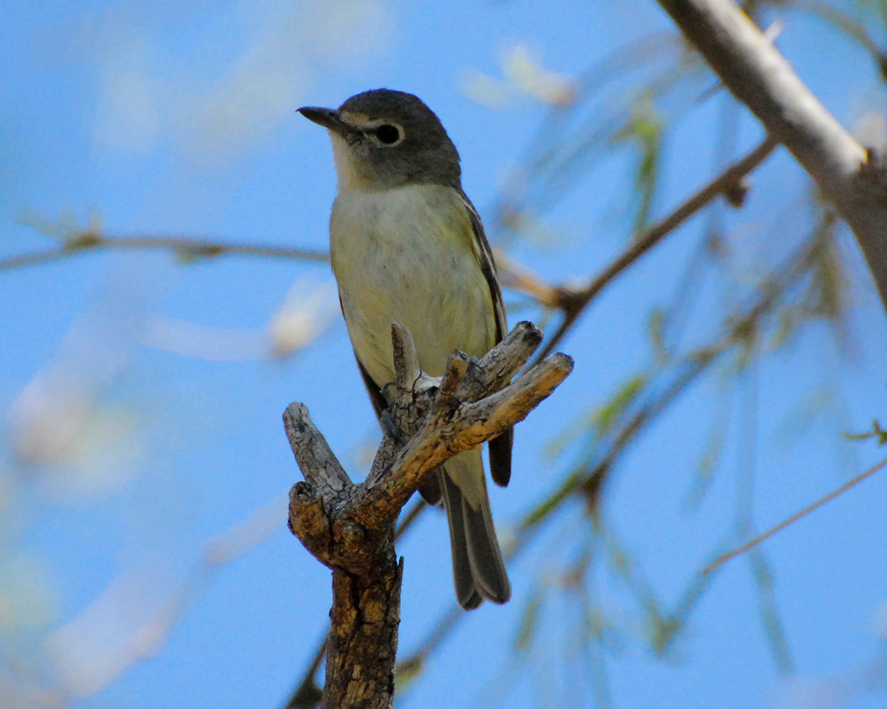 vireo Image0114.jpg