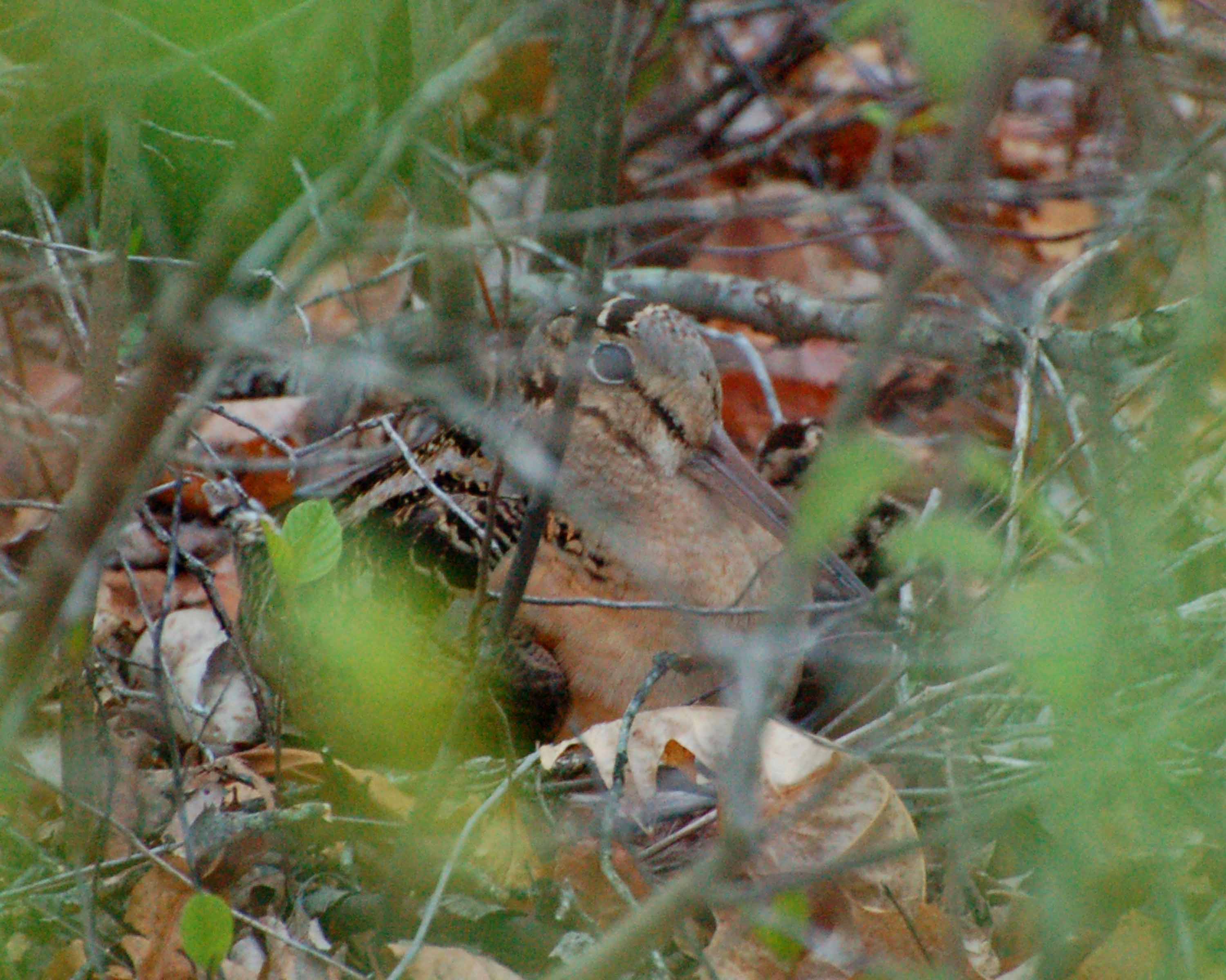 mom and baby American Woodcock.jpg