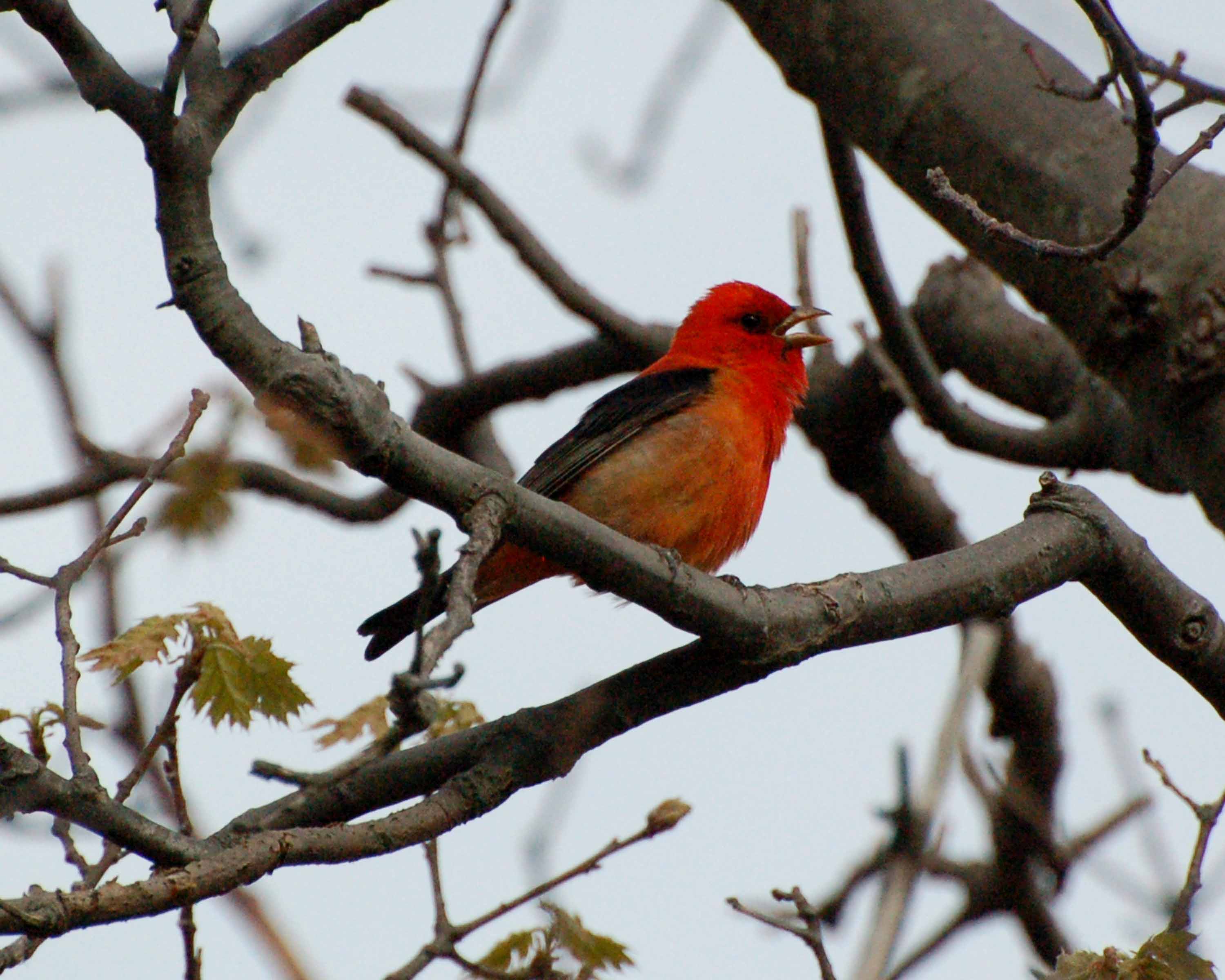 scarlet tanager Image0008.jpg