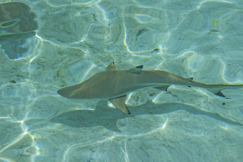 Requin a pointe noire