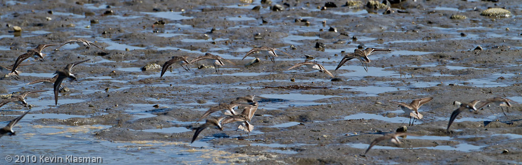 Semipalmated Sandpipers